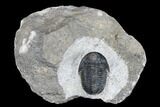Detailed Gerastos Trilobite Fossil - Morocco #173759-2